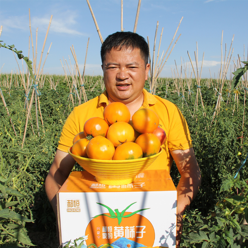 内蒙五原黄色西红柿 新鲜蔬菜当季自然熟生吃水果沙瓤大黄番茄 - 图1