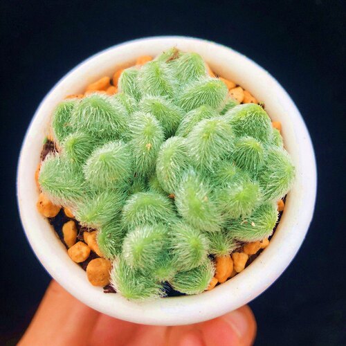 信东尼群生多肉植物新手肉肉超萌毛绒绒多肉室内花卉组合盆栽绿植 - 图3