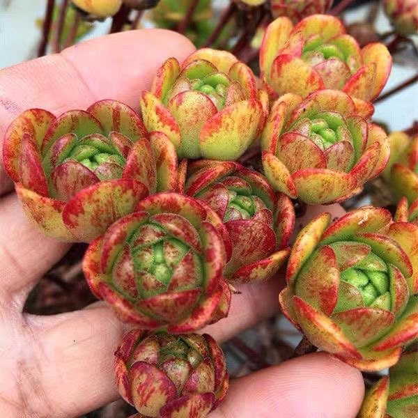 小狐狸多肉植物橄榄球玫瑰小人祭植物室内盆栽绿植萌肉肉法师肉肉,淘宝优惠券,粉丝福利购,淘宝优惠卷