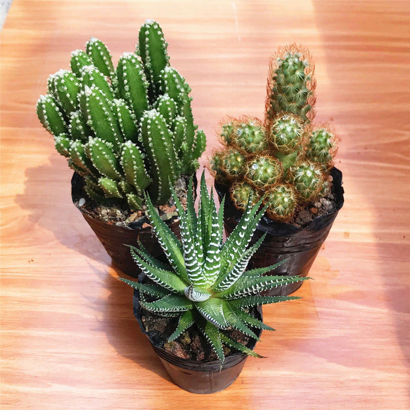 仙人球多肉植物批发万重山花卉绿植阳台室内好养盆栽,淘宝优惠券,粉丝福利购,淘宝优惠卷