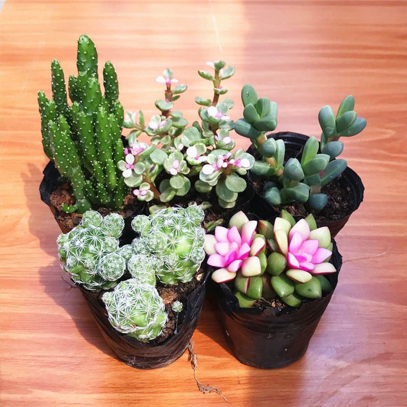 仙人球多肉植物批发万重山花卉绿植阳台室内好养盆栽,淘宝优惠券,粉丝福利购,淘宝优惠卷