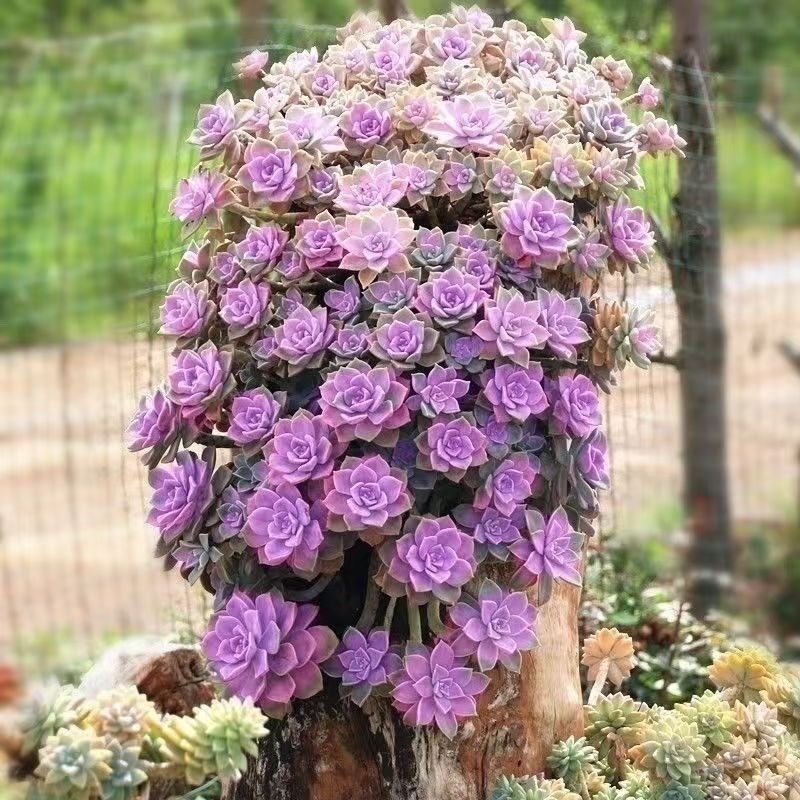 紫乐大老桩精品肉肉悬崖造型多肉植物超大棵室内花小盆栽花卉绿植,淘宝优惠券,粉丝福利购,淘宝优惠卷