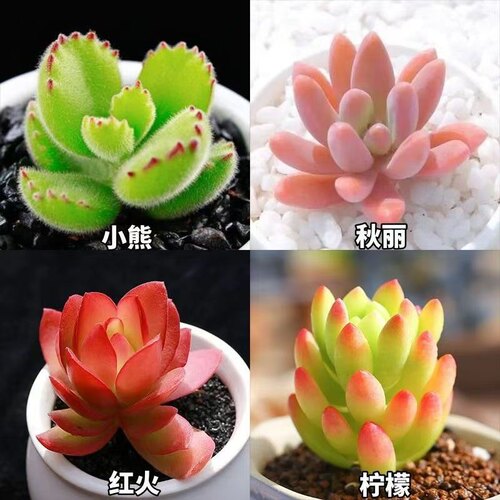 多肉植物阳台新手好养花卉桌面小型绿植桃蛋玉露熊童子组合 - 图1