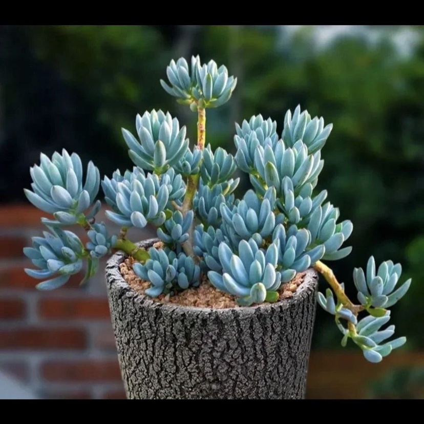 蓝松多肉植物稀有品种罕见小贵货清棚组合盆栽阳台绿植防辐射花卉 - 图1