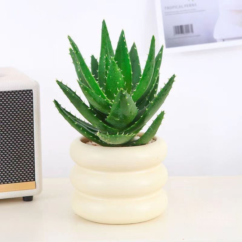 不夜城芦荟盆栽室内桌面摆放好养活耐旱绿植新手入门盆景网红多肉 - 图2