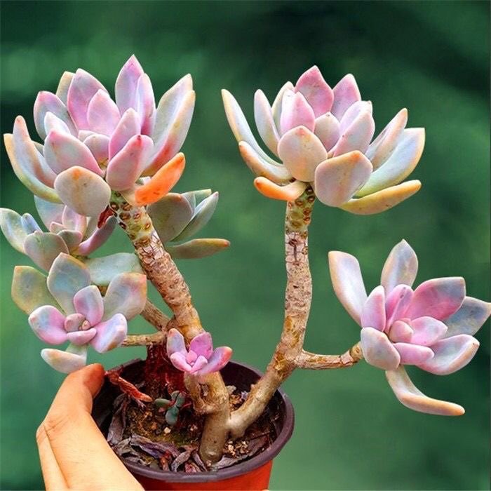 冬美人老桩多肉群生盆栽植物室外阳台好养贵货大颗高颜值花,淘宝优惠券,粉丝福利购,淘宝优惠卷