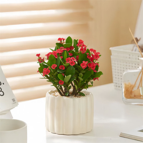 海棠虎刺梅室内办公室阳台开花绿植好养铁海棠刺梅 - 图2