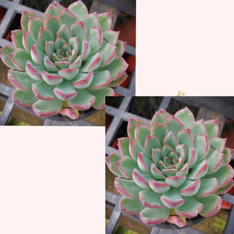 荷花多肉植物盆栽室内莲花肉肉植物花卉稀有多肉植物,淘宝优惠券,粉丝福利购,淘宝优惠卷