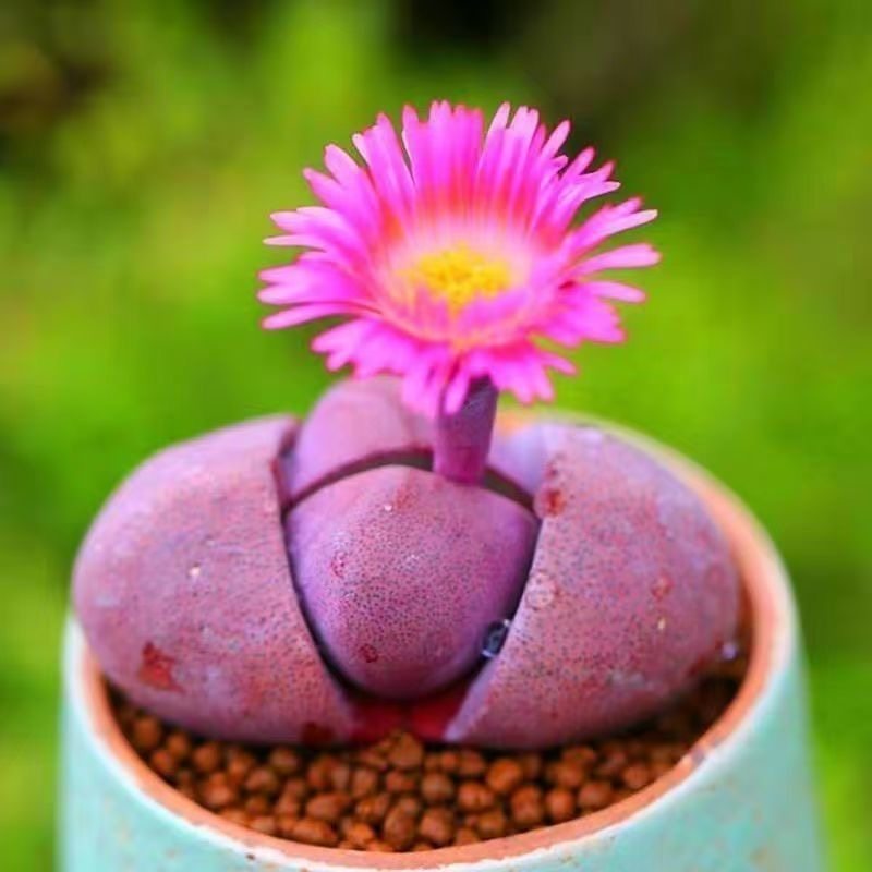 多肉植物品种大全紫帝玉开花元宝绿帝玉四季好养易活盆栽,淘宝优惠券,粉丝福利购,淘宝优惠卷