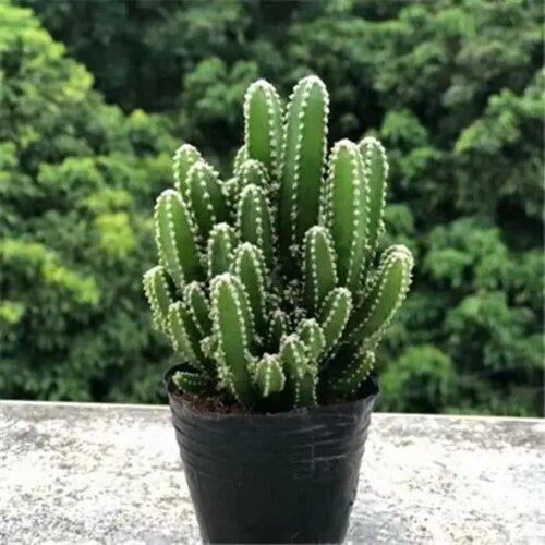 万重山招财山多肉植物仙人掌吸财树客厅绿植花卉室内办公室桌面 - 图3