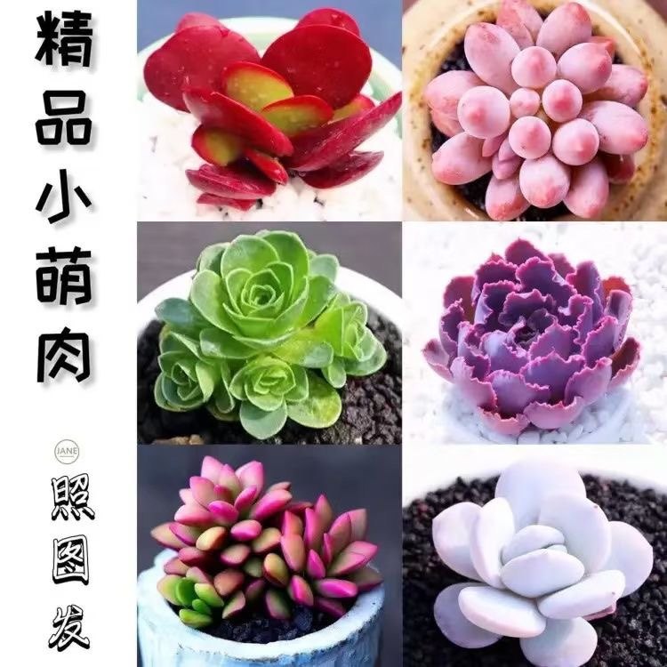 多肉植物精品高端贵货红粉彩色组合套餐下单就包邮办公室盆栽花卉,淘宝优惠券,粉丝福利购,淘宝优惠卷