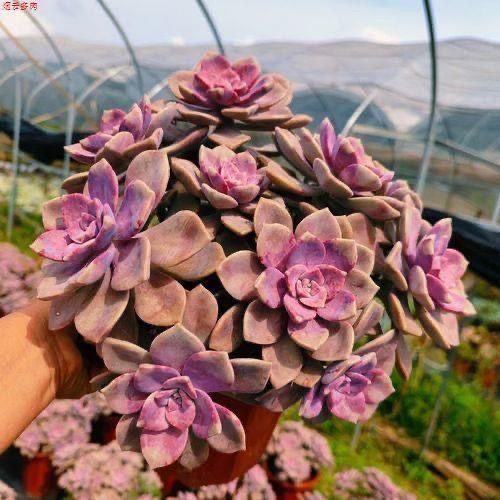 紫乐大老桩精品肉肉悬崖造型多肉植物超大棵室内花小盆栽花卉绿植,淘宝优惠券,粉丝福利购,淘宝优惠卷