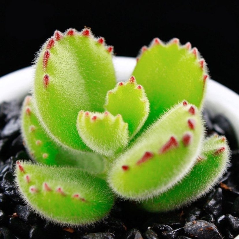 多肉植物熊童子群生多头老桩办公室内萌肉肉新手组合盆栽绿植,淘宝优惠券,粉丝福利购,淘宝优惠卷