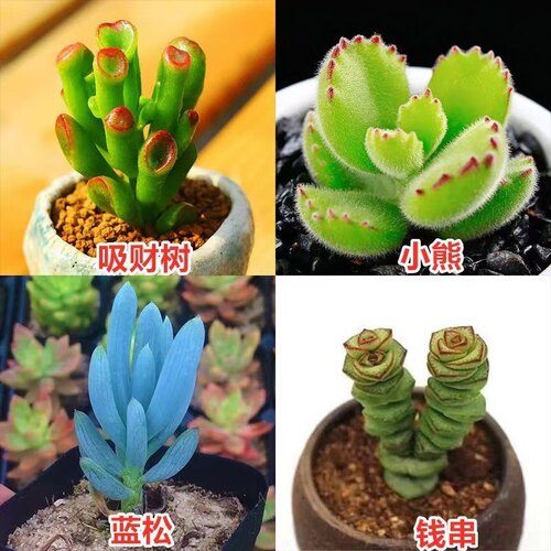 多肉植物阳台新手好养花卉桌面小型绿植桃蛋玉露熊童子组合 - 图2