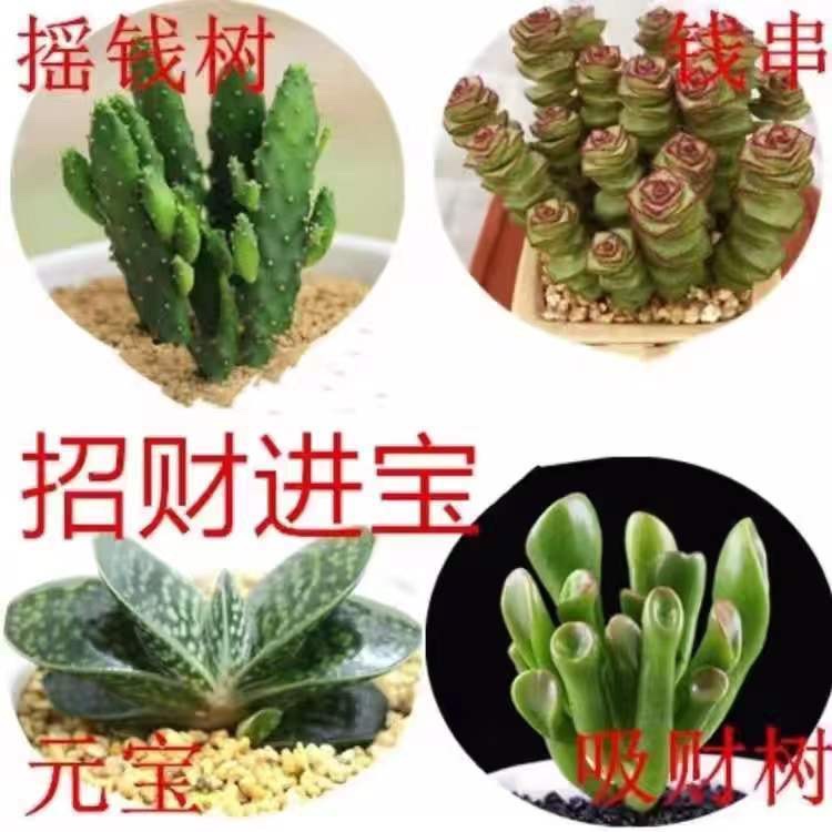 【栽好】多肉多肉植物彩虹红宝石吉娃娃办公室阳台绿植宿舍盆栽 - 图0