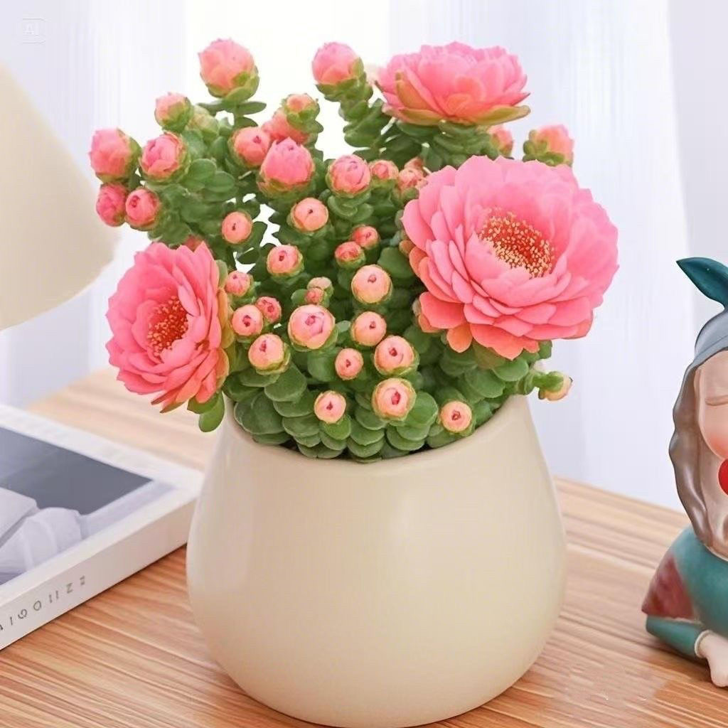 多肉植物组合套餐一整盆新手好养办公室内桌面绿植花卉盆栽,淘宝优惠券,粉丝福利购,淘宝优惠卷