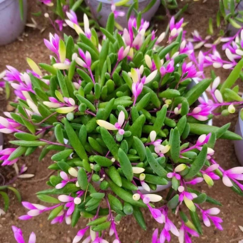 紫玄月吊兰多肉植物佛珠情人泪花卉盆栽办公室绿植珍珠吊兰,淘宝优惠券,粉丝福利购,淘宝优惠卷