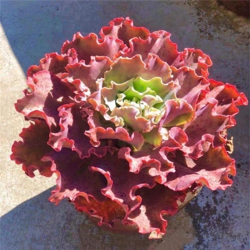 舞会红裙多肉植物大颗大型卷边肉肉桌面绿植花卉组合盆栽防辐射-图2