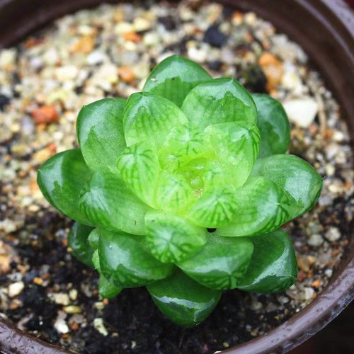 多肉植物十二卷桌面绿植花卉室内盆栽精品 - 图2