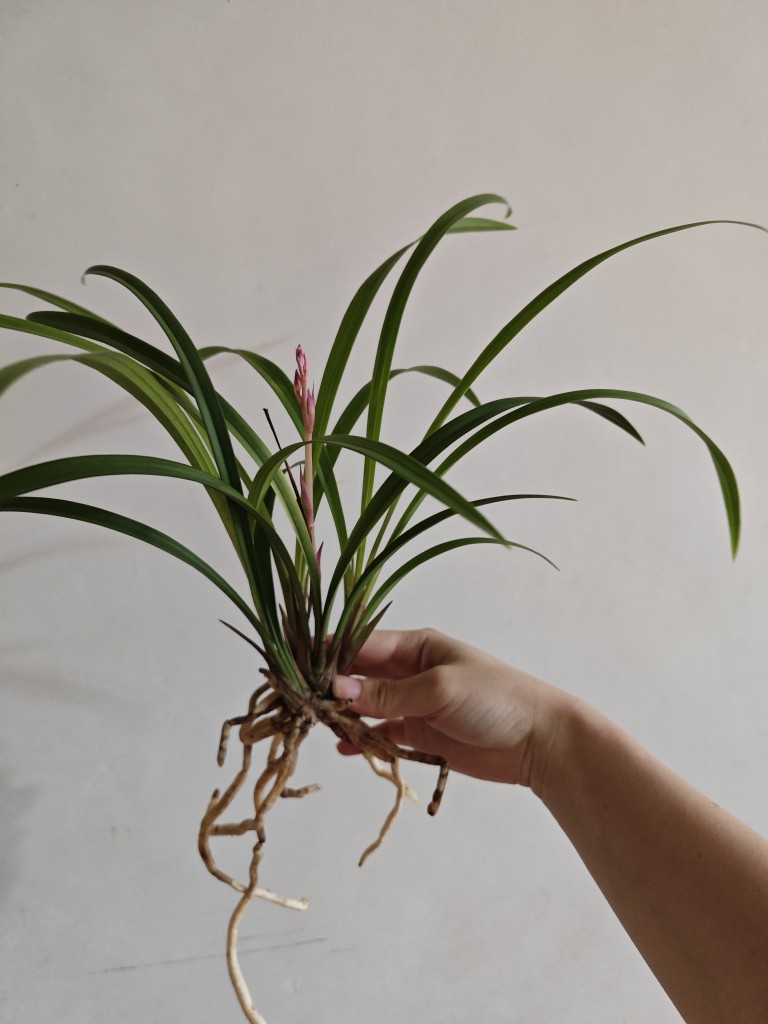 建兰红猫蕊蝶红花浓香好养四季兰建兰铭品三星蝶花卉绿植盆栽-图0