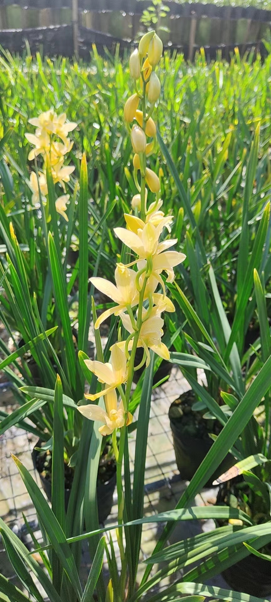 素芭蕾素箭墨兰花香浓郁花卉盆栽绿植易成活老爸的花圃专注自家-图2