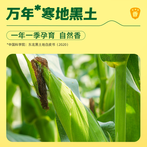 十月稻田东北黑玉米苞谷软糯甘甜大棒花青素清香真空新鲜食品早餐 - 图0