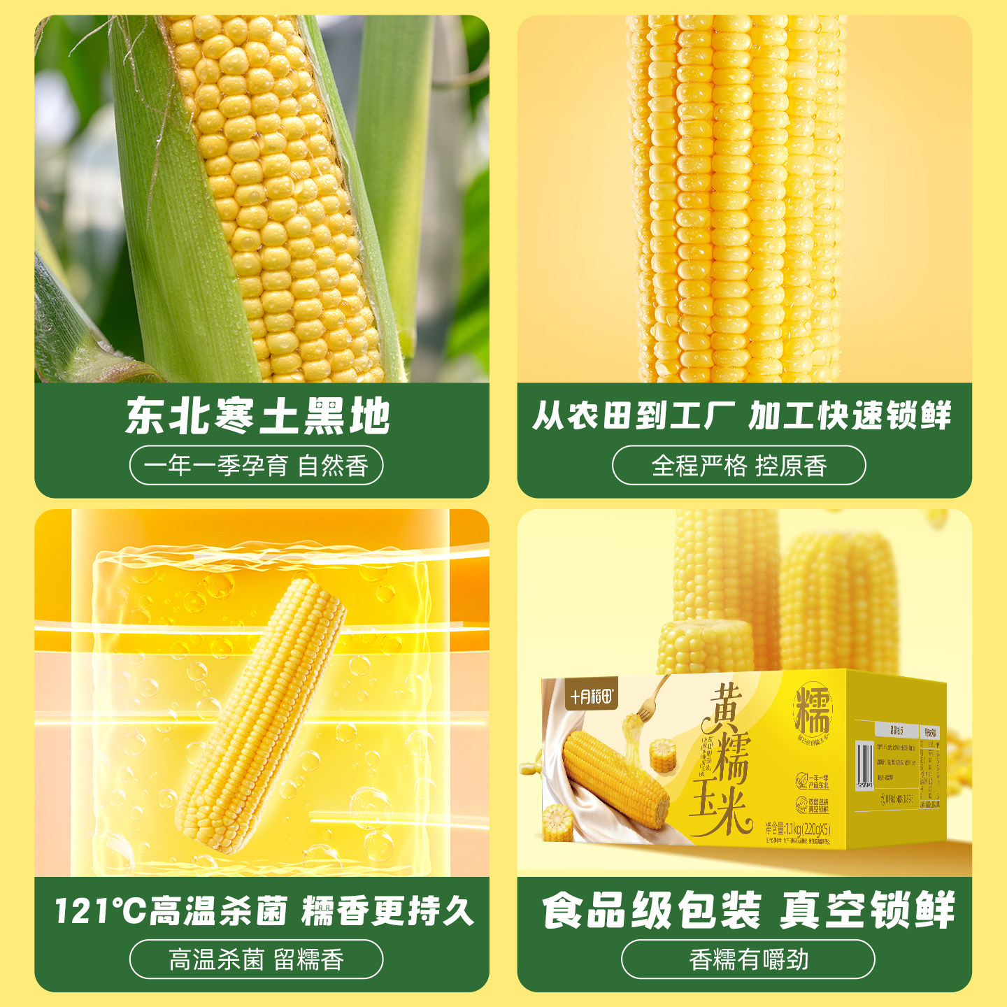 十月稻田黄糯玉米220gx5支东北苞米大棒香糯甜拉丝新鲜玉米官方 十月稻田黄糯玉米220gx5支东北苞米大棒香糯甜拉丝新鲜玉米官方