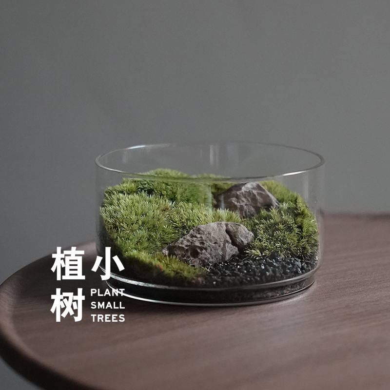 植小树  春绿  苔藓微景观生态盒子办公室茶室桌面趣味景观盆栽 - 图2