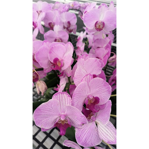 蝴蝶兰稀有品一物一拍 - 图3