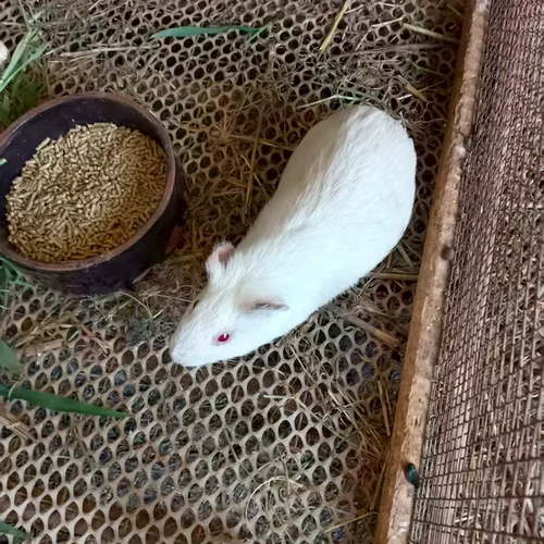 2斤家养荷兰猪宠物活体可食用老鼠兔加州荷兰鼠活物豚鼠不会咬人-图2