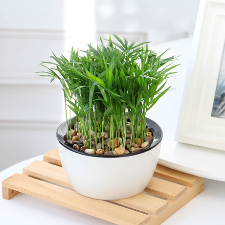 Pocket Coconut Small Potted Flowers Office Indoor Pots Micro Landscape Bonsai Plants Purify The Air Hydroponic