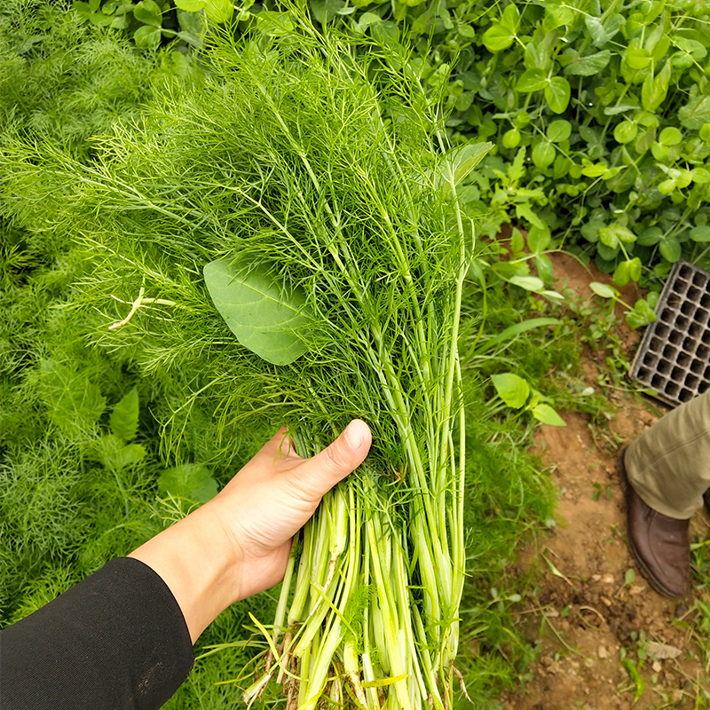 密云本地茴香农家种植新鲜蔬菜茴香菜小怀香香丝菜鲜嫩小茴香500g-图1