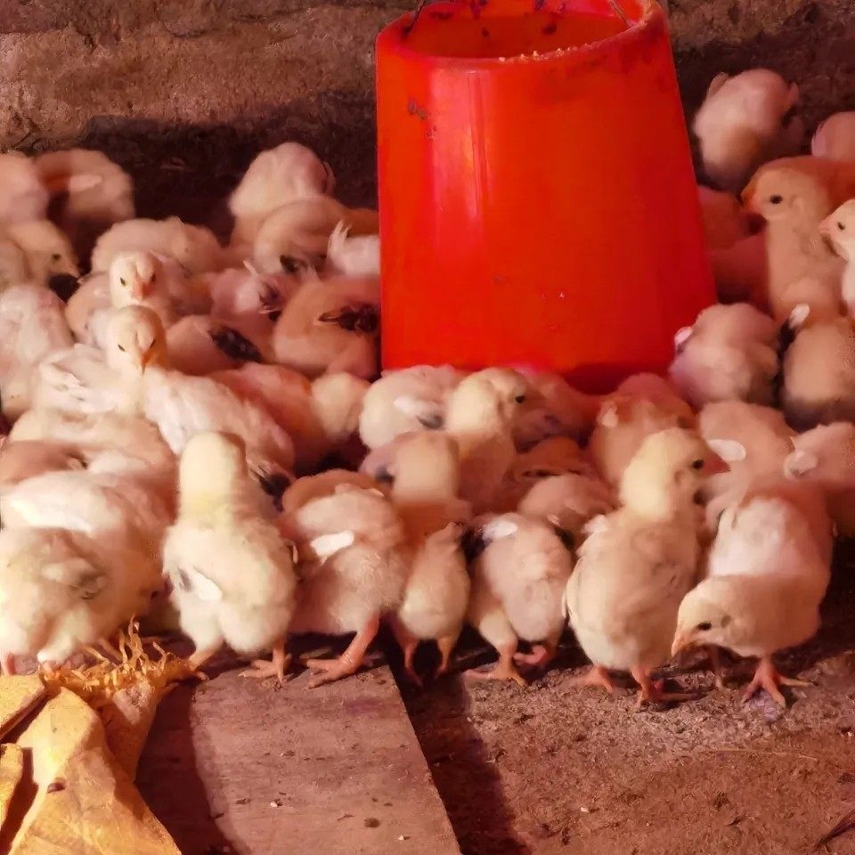 正宗越南东涛鸡种蛋粗腿鸡宠物大脚鸡蛋特别的鸡受精蛋顺丰包邮,淘宝优惠券,粉丝福利购,淘宝优惠卷