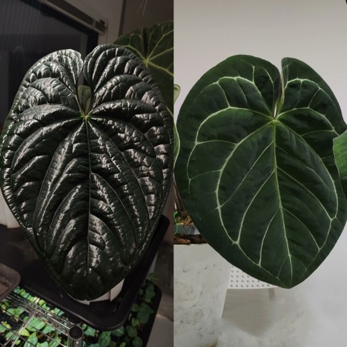 包邮  克莱恩粗脉水晶花烛帝王花烛龟甲盾叶小钻石室内绿植植物 - 图3