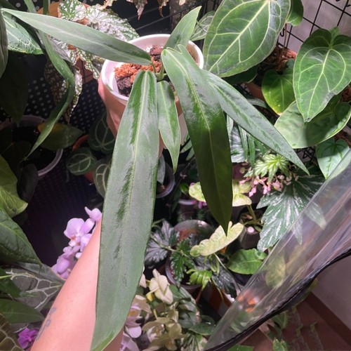 包邮 贝克力领带花烛室内绿植观赏植物办公室盆栽耐阴阳台花卉 - 图1