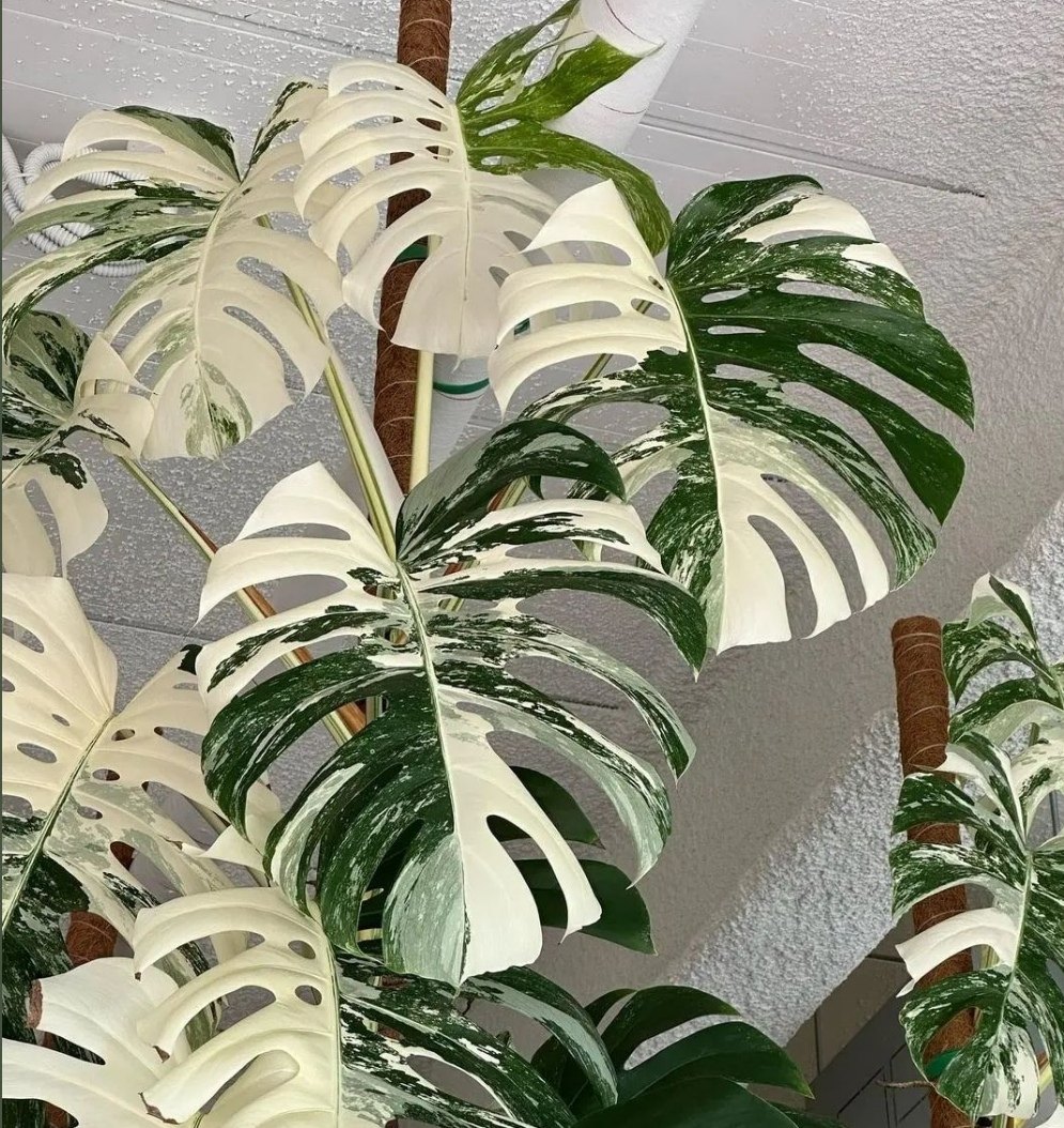 荷兰进口白锦龟背洒金花叶日本龟背竹ins风室内阳台客厅绿植盆栽,淘宝优惠券,粉丝福利购,淘宝优惠卷