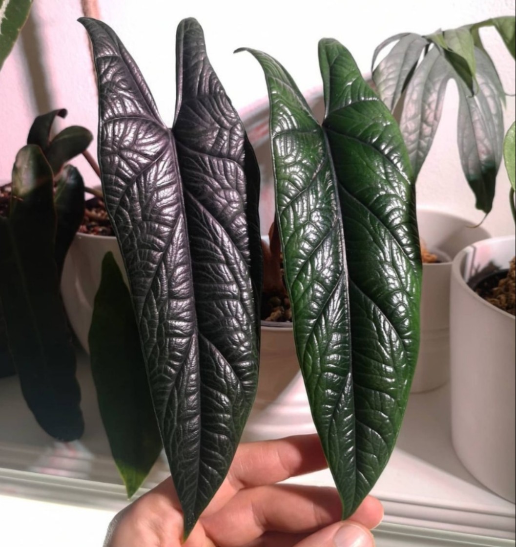 板盾海芋竹芋甲骨文海芋 炼狱蝰蛇盆栽绿植好养Alocasia scalprum