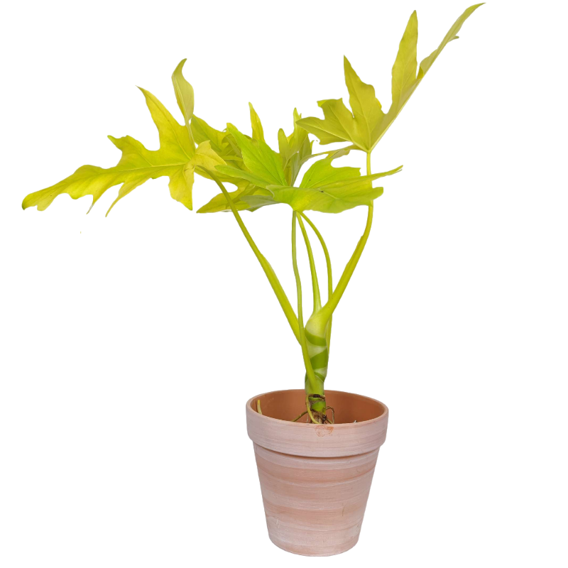 黄金春羽蔓绿绒瓦塞维奇春雨蔓绿绒稀有进口植物ins网红绿植盆栽,淘宝优惠券,粉丝福利购,淘宝优惠卷