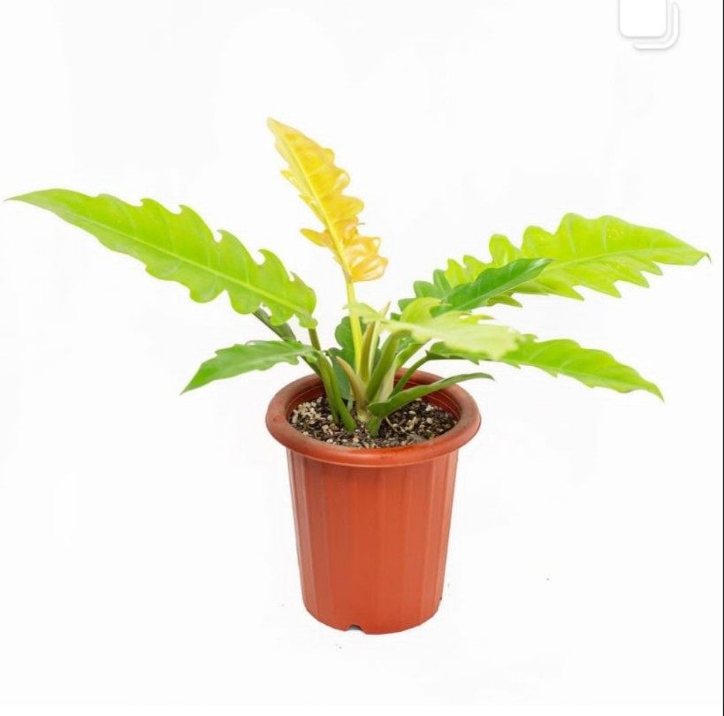 黄金火之戒蔓绿绒Philodendron Golden Crocodile盆栽绿植ins热植,淘宝优惠券,粉丝福利购,淘宝优惠卷