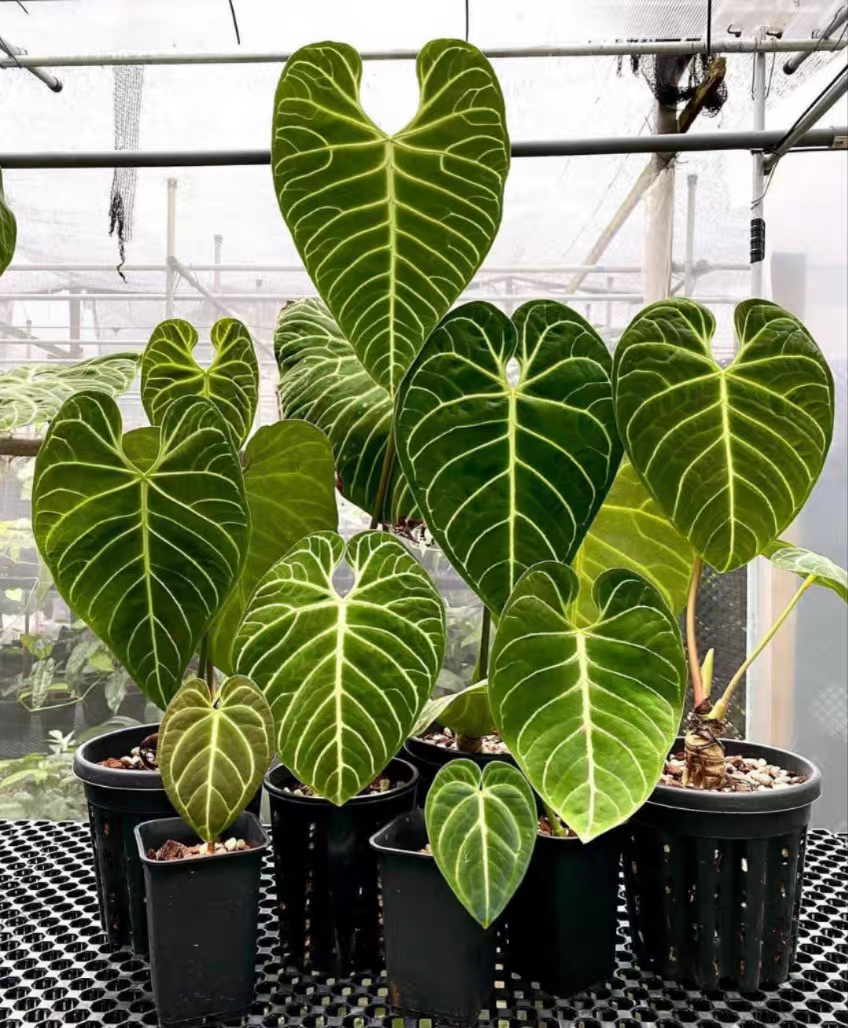 帝王花烛大叶片室内热带观叶绿植热植天南星科植物,淘宝优惠券,粉丝福利购,淘宝优惠卷