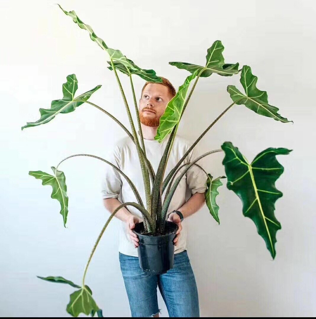 萨利安海芋斑马天鹅绒粉龙箭叶牛奶芋米奇幻视象耳芋沃森大型海芋,淘宝优惠券,粉丝福利购,淘宝优惠卷