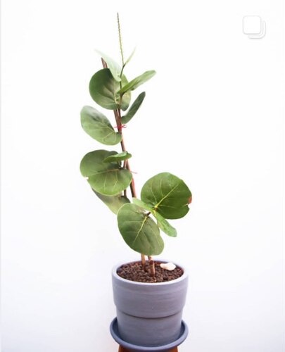 新品海葡萄盆栽 绿植 植物净化空气观叶阳台窗台 大型 耐热北欧风 - 图3