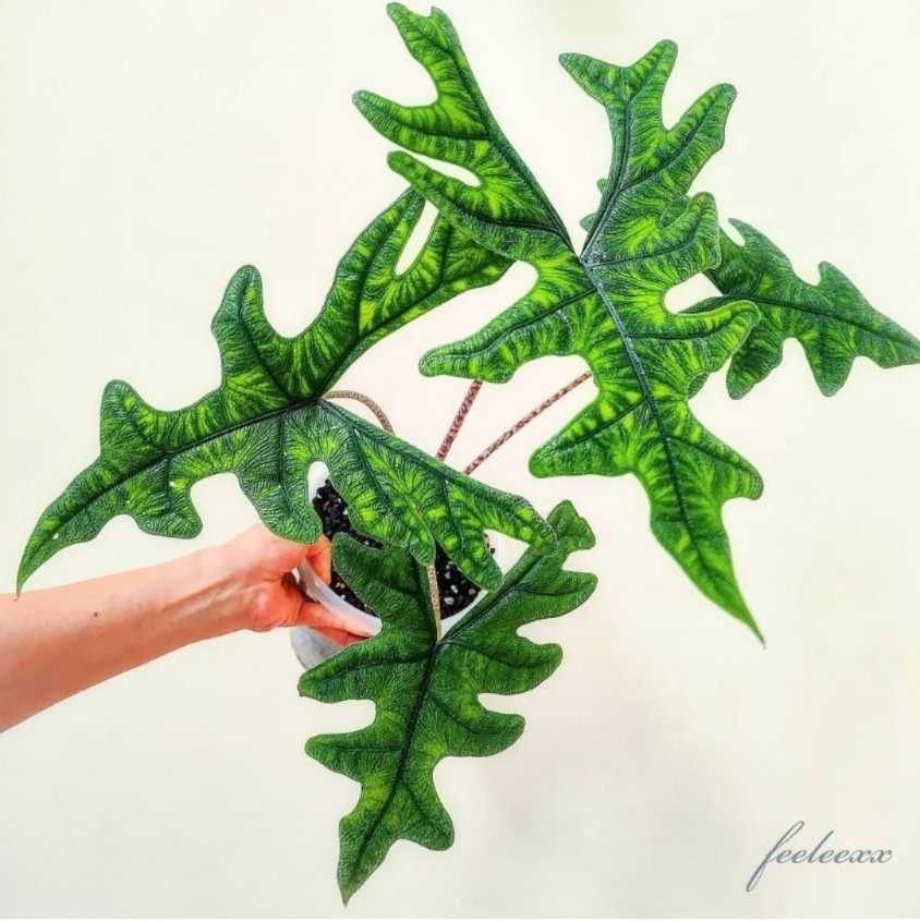 杰克琳海芋杰克林 Alocasia Jacklin观叶原种进口热植,淘宝优惠券,粉丝福利购,淘宝优惠卷