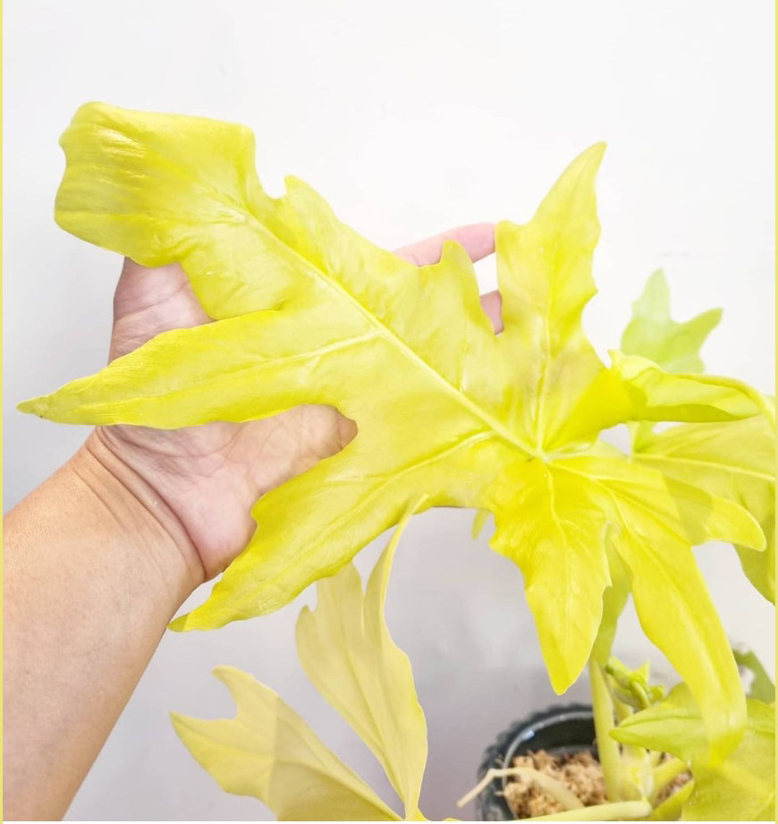 黄金春羽蔓绿绒瓦塞维奇春雨蔓绿绒稀有进口植物ins网红绿植盆栽,淘宝优惠券,粉丝福利购,淘宝优惠卷