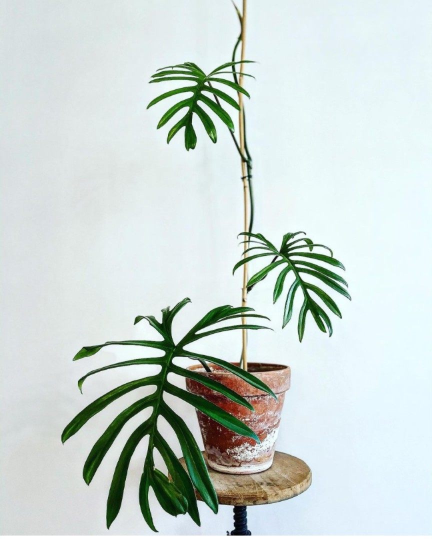 philodendron mayoi羽裂蔓绿绒进口ins观叶植物盆栽室内耐干好养,淘宝优惠券,粉丝福利购,淘宝优惠卷