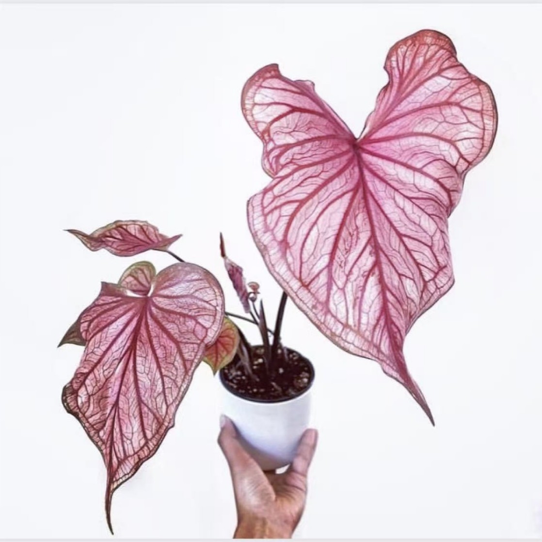 佛罗里达甜心思乐彩叶芋海王莫妮卡花镜阳台室外庭院五彩芋植物,淘宝优惠券,粉丝福利购,淘宝优惠卷