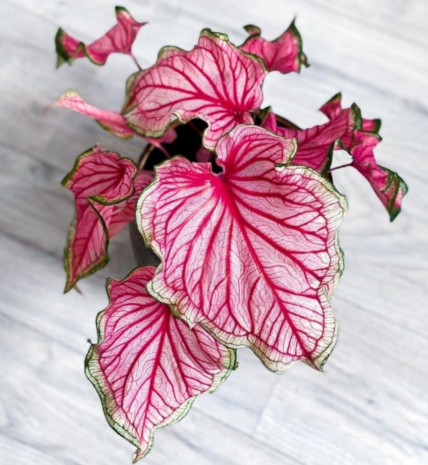 佛罗里达甜心思乐彩叶芋海王莫妮卡花镜阳台室外庭院五彩芋植物,淘宝优惠券,粉丝福利购,淘宝优惠卷