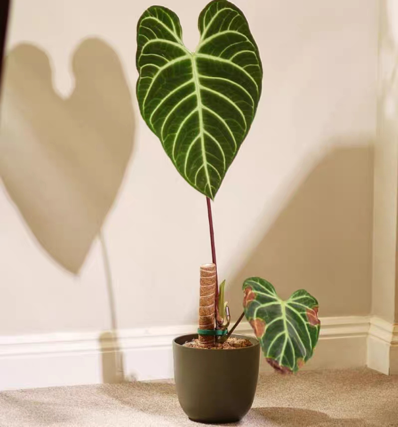 帝王花烛大叶片室内热带观叶绿植热植天南星科植物,淘宝优惠券,粉丝福利购,淘宝优惠卷