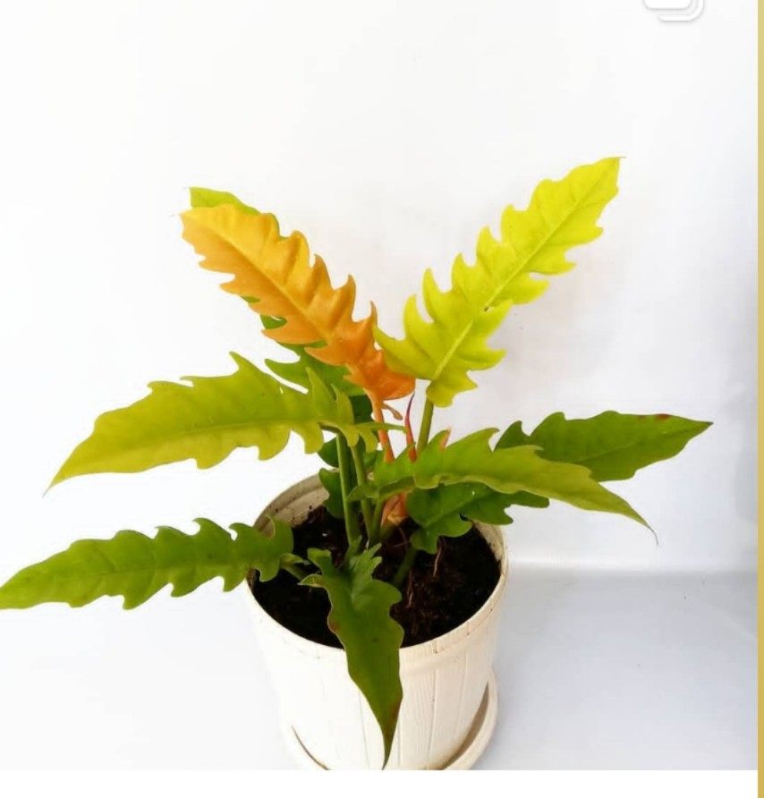 黄金火之戒蔓绿绒Philodendron Golden Crocodile盆栽绿植ins热植,淘宝优惠券,粉丝福利购,淘宝优惠卷