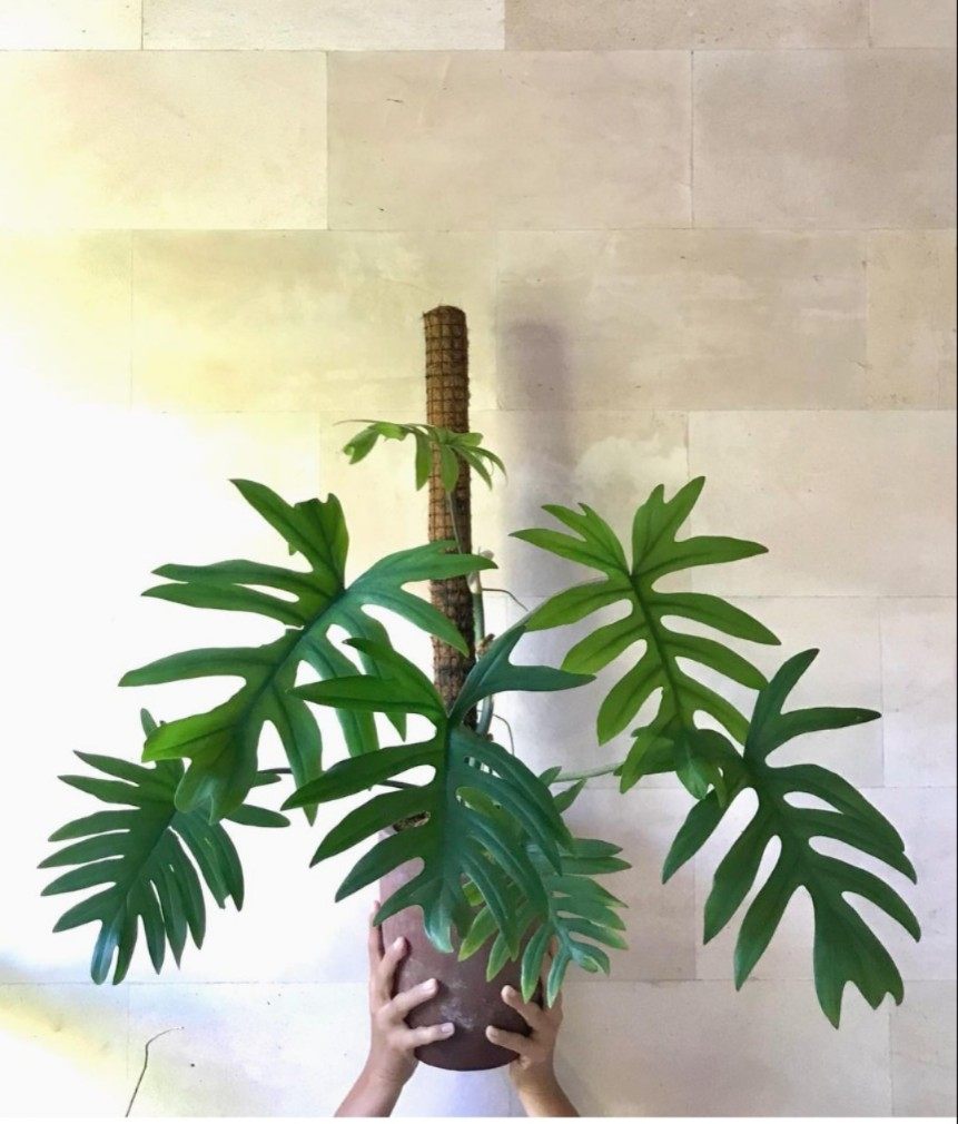 philodendron mayoi羽裂蔓绿绒进口ins观叶植物盆栽室内耐干好养,淘宝优惠券,粉丝福利购,淘宝优惠卷